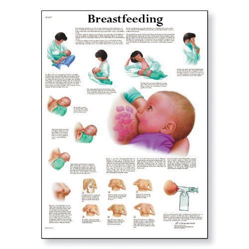 3B Scientific VR1557L Glossy Laminated Paper Breastfeeding Anatomical Chart  Pos