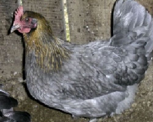 8+ copper blue marans hatching eggs~dark eggs~npip ! for sale