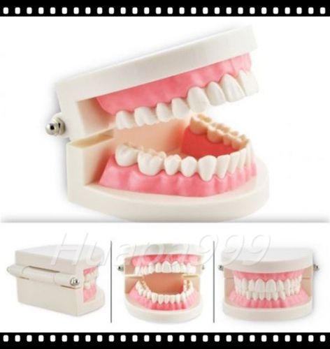 New Dental Flesh Pink Gums Standard Teeth Tooth Teach Model Best Choice