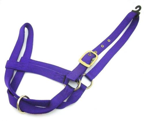 HAMILTON 1&#034; Nylon Bull Turnout Halter, Purple