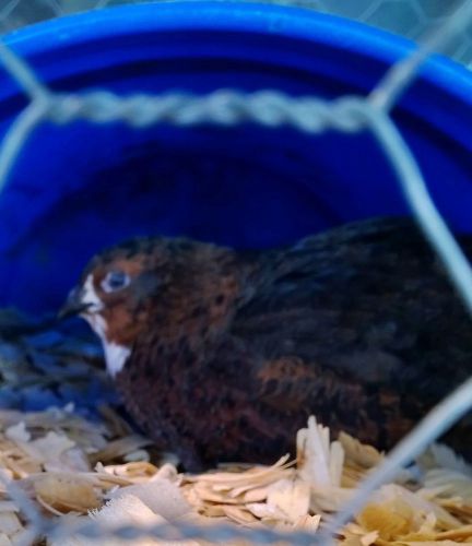 15++ Coturnix Quail Hatching Eggs