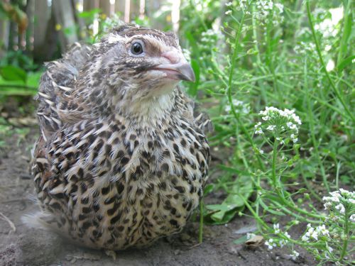 45+ Jumbo Brown COTURNIX QUAIL HATCHING  EGGS