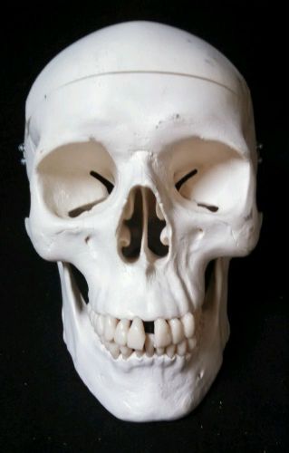 3B Scientific - A20 Classic Human Skull Anatomical Model, 3 part (A 20)