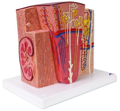 3B Scientific K13 Microanatomy Kidney Model  7.5&#034; Length x 9.3&#034; Width x 10&#034; Heig