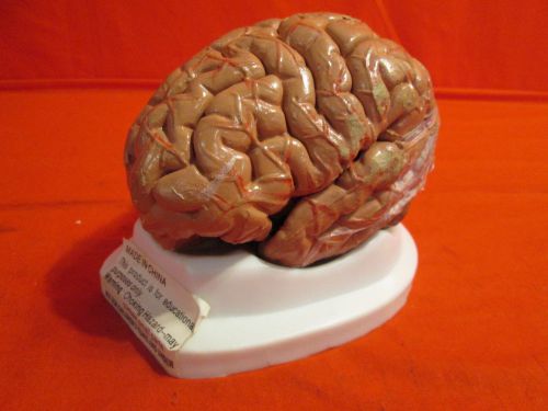 Brain With Arteries Economy Model Classroom Cem Sticky Residue  EE11642