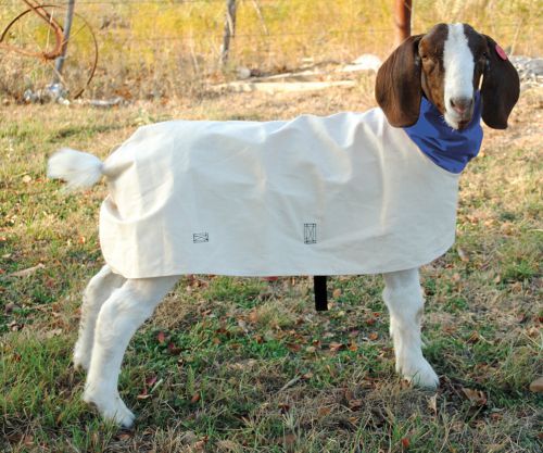 Ozark Leather Company Goat Blanket in BlUE (SIZE MEDIUM)
