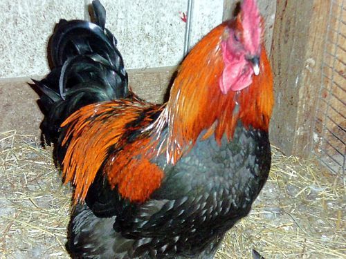 8+ copper black marans hatching eggs~dark eggs~npip certified. for sale