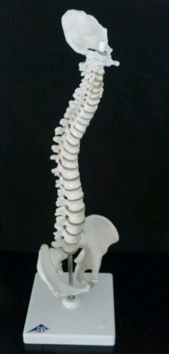 3B Scientific Spine Desk Model