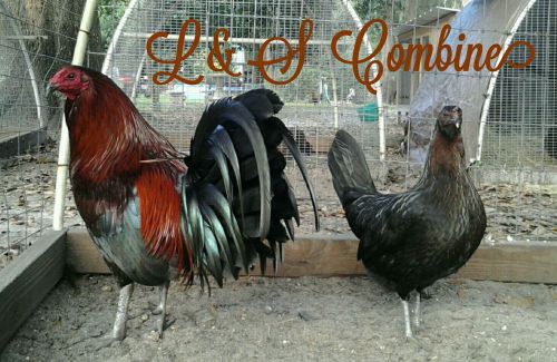 Brown Red gamefowl hatching eggs