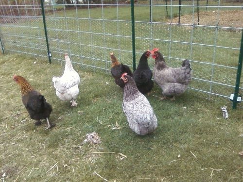 12+  SQ Black, Black Copper, Blue, Blue Copper, and Splash Marans Hatching Eggs