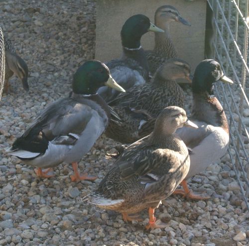 18 Domestic Flying Mallard duck hatching eggs