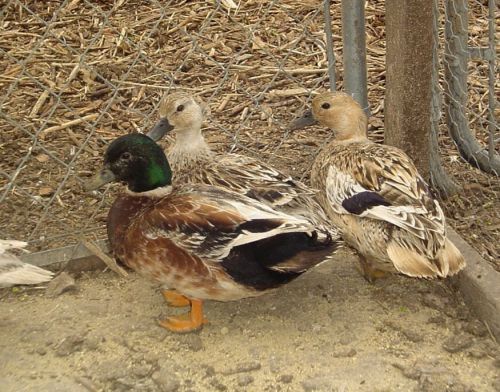 8 Snowy Call Duck Fertile Hatching Eggs Egg Ducks