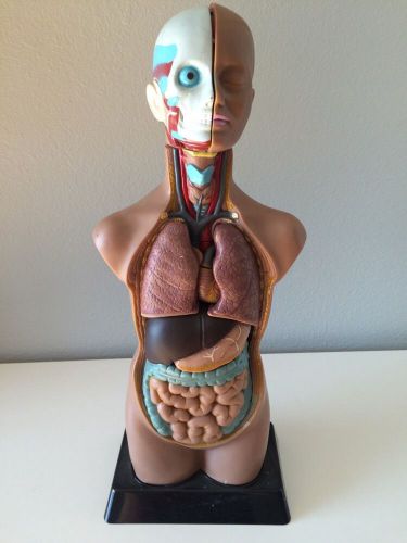 Anatomical Model 18 inch