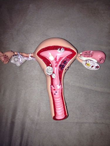 Gynecology Anatomical Female Reproductive Organ Anatomy Model