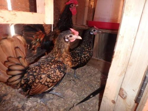 8 Golden Seabright Bantam Hatching Eggs ** More Pics Added**