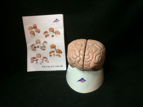 3B Scientific - C17 Basic Human Brain Anatomical Model - 8 part (C 17)