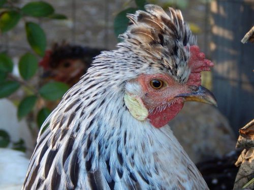 Icelandic Chicken Hatching Eggs