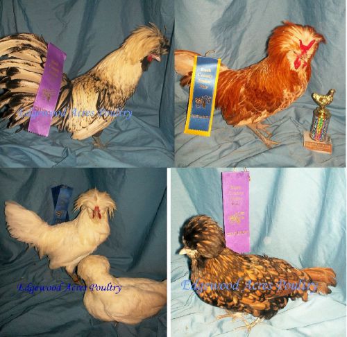 6+ NPIP&amp;AI  Bantam Polish Hatching Eggs