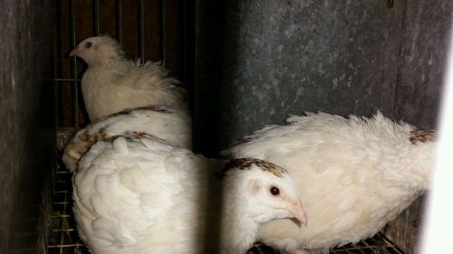 12+ Jumbo (Large) Texas A&amp;M Coturnix Quail Hatching Eggs