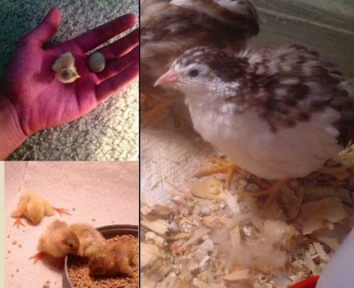 15+ Tuxedo Button quail eggs. RARE COLOR