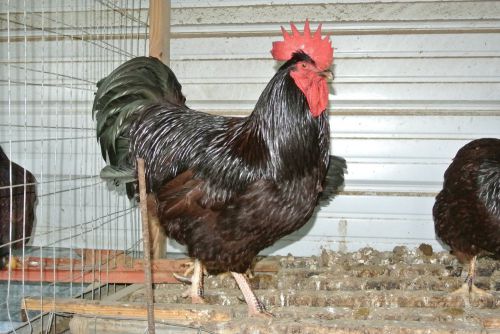 12 RHODE ISLAND RED STANDARD hatching eggs SUPER SHOW QUALITY BIRDS