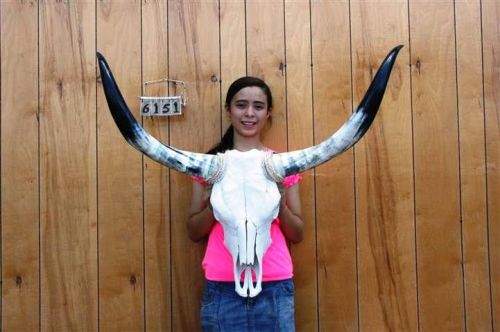 STEER SKULL AND 3&#039; 5&#034; LONG HORNS COW LONGHORNS H6151