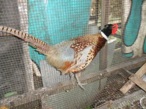 RINGNECK PHEASANT HATCHING EGGS