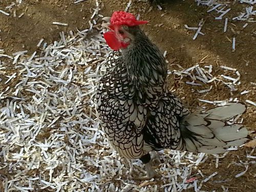 Seabright Bantam Eggs 6 SHOW QUALITY Hatching Eggs