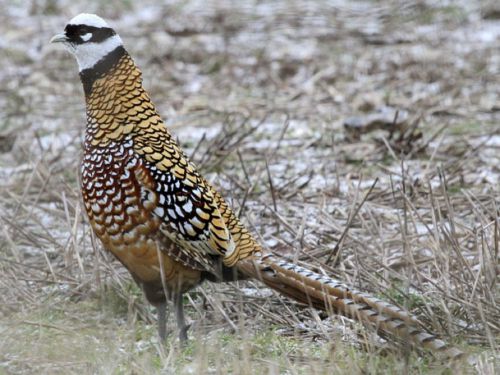 5 hatching eggs- Pheasant Reeves