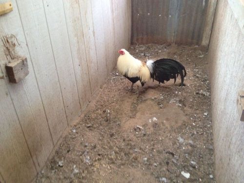 6 +Hargus Grey Gamefowl Hatching Eggs