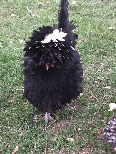 6+ POLISH FRIZZLE  Lf  /Fertile HATCHING EGGS,