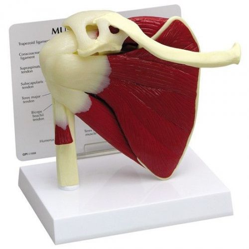 NEW GPI Anatomical Human Muscled Shoulder Model 1810