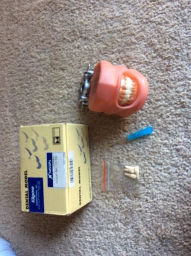 Dental Model