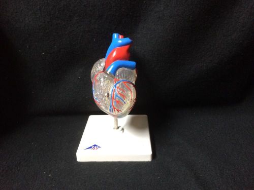 3b scientific - g08/3 classic heart with conducting anatomical model (g 08/3) for sale