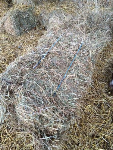 Hay small bales 2014 Calow Chesterfield