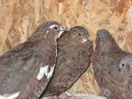 24+ Assorted Tibetan Quail And Jumbo Pharaoh Quail Hatching Eggs NPIP