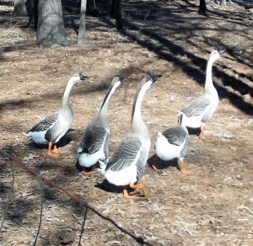 4 Fertile Chinese Goose/Geese Hatching Eggs