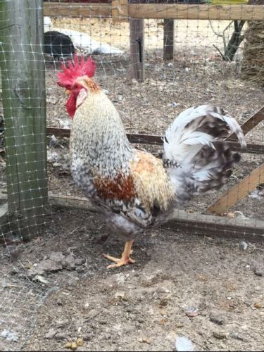 Cream legbar 12 hatching eggs jill rees line from greenfire farm  new bllod line for sale