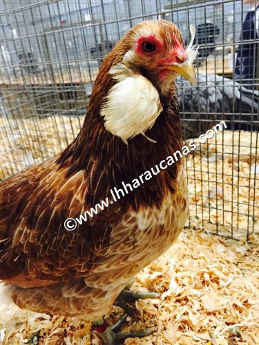 Pure Standard Araucana BBR, GDW, &amp; SDW - Willow Legs, 12 Hatching Eggs