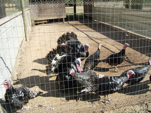 Mottled Black Turkey Eggs 8+