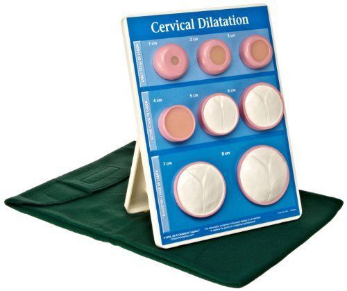 HEALTH EDCO W43093 Cervical Dilation Easel Display, 9&#034; Length x 12&#034; Height