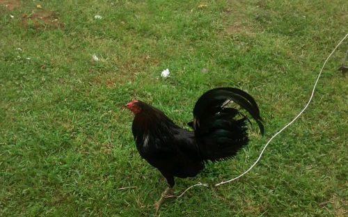 Warrior River Warhorse Gamefowl hatching eggs 6+