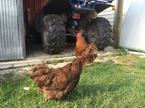 6+ Chocolate Orpington Bantam Hatching Eggs