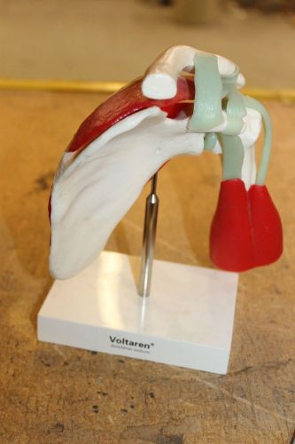 VINTAGE MEDICAL   Voltaren Diclofenac Sodium Anatomy Bones