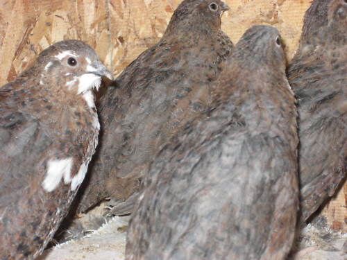 40 + Extra Tibetan Coturnix Quail Hatching Eggs NPIP