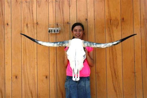 STEER SKULL LONG HORNS 4&#039; 9&#034; COW BULL SKULLS HORN H6184