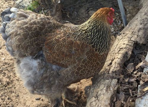 Blue Partridge Brahma Hatching Eggs