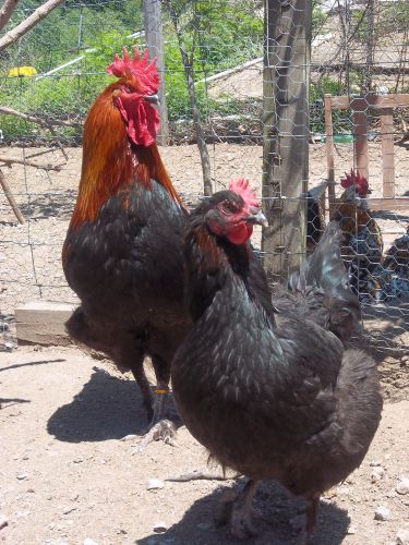 French Black Copper Marans hatching eggs 12+