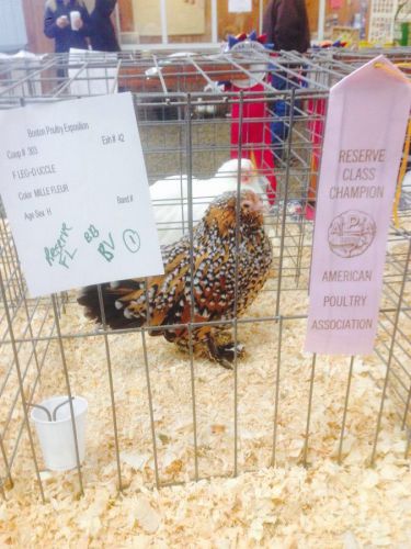 SQ Mille Fleur D&#039;uccle Hatching Eggs 10+