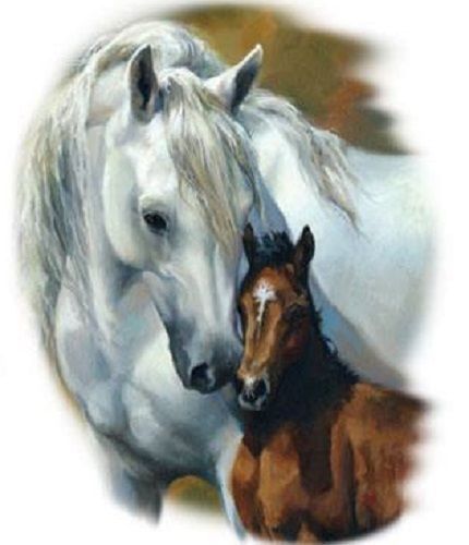 Mare &amp; Foal Horse HEAT PRESS TRANSFER for T Shirt Tote Sweatshirt Fabric 249d